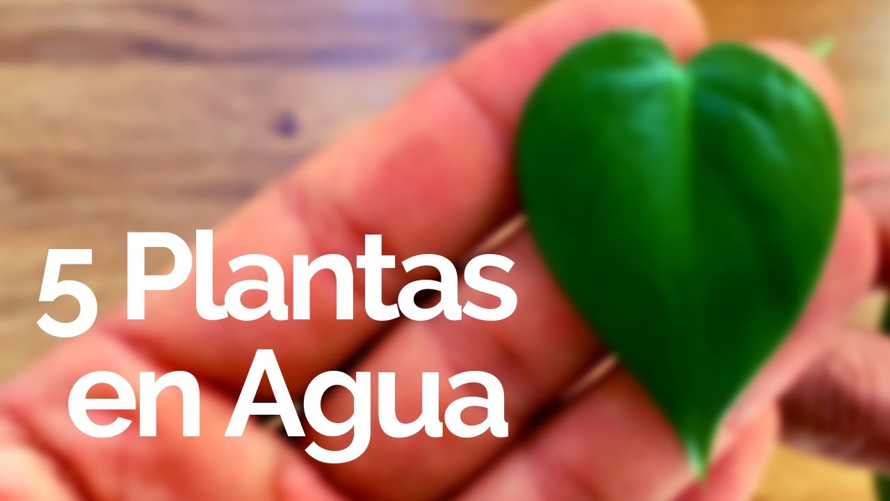 5 plantas de interior que crecen en agua
