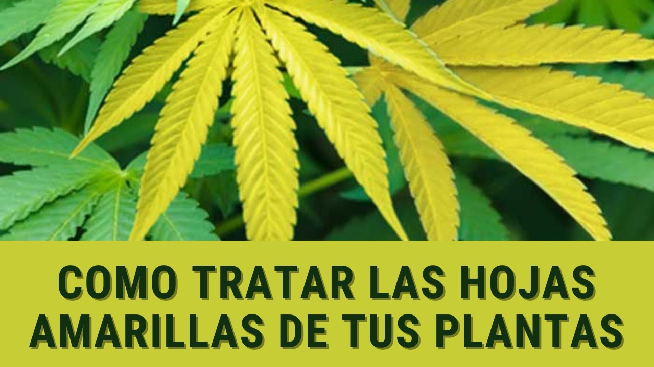 5 semana de floración hojas amarillas