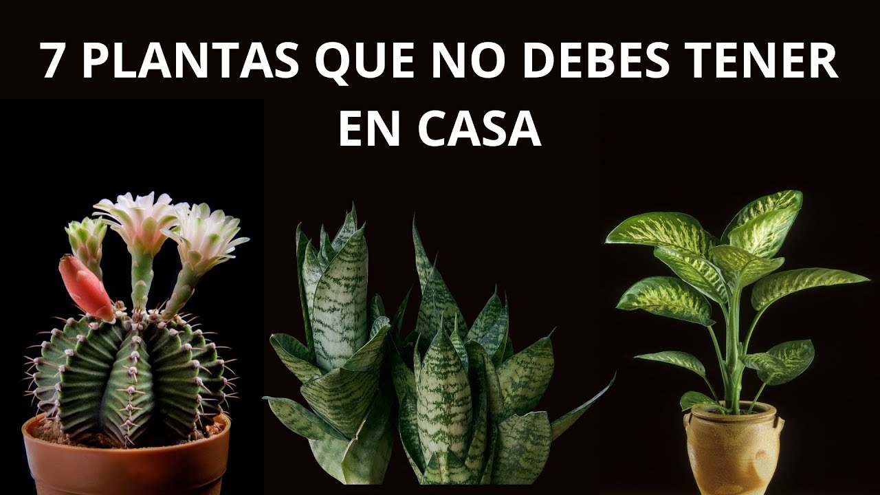 7 plantas que no debes tener en casa