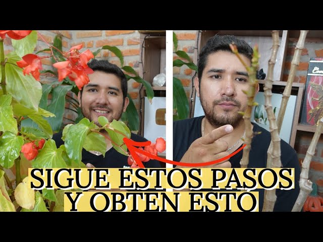 a mi planta se le caen las hojas