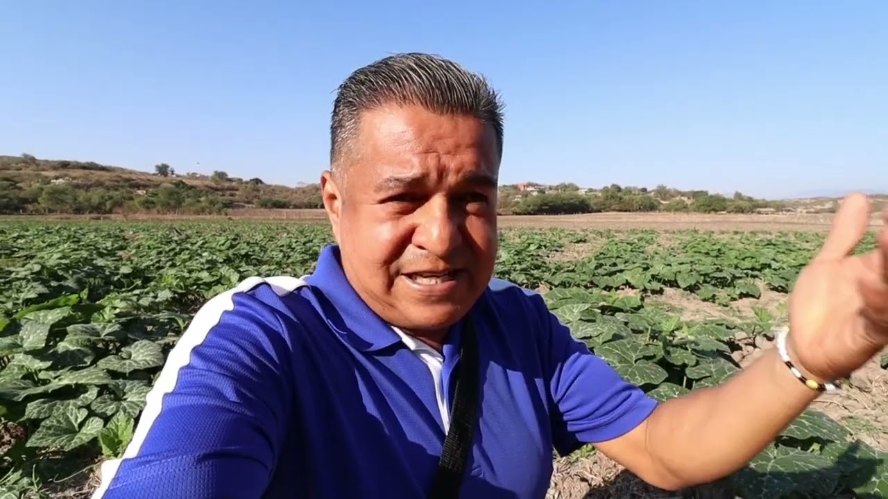 a que distancia se plantan las calabazas