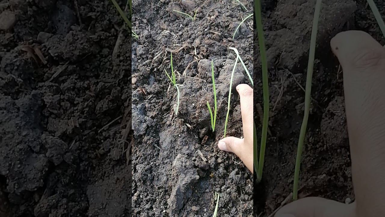 a que distancia se plantan las cebollas
