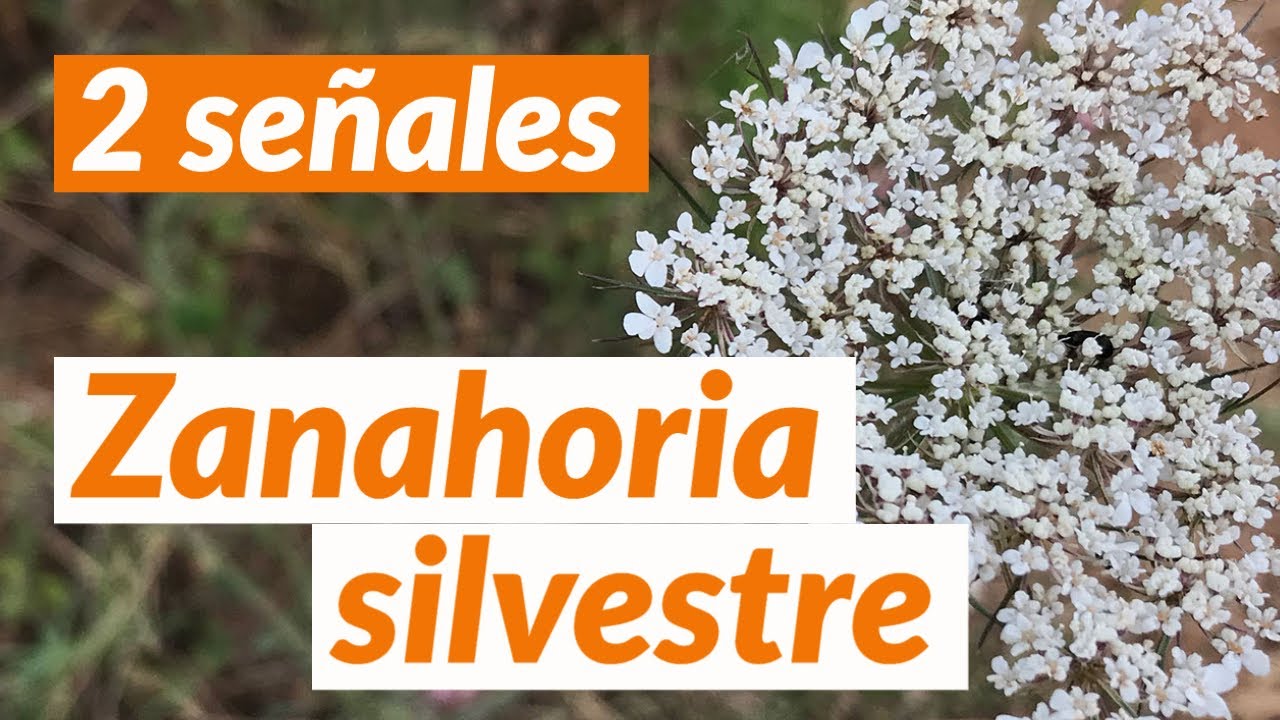 a que parte de la planta pertenece la zanahoria