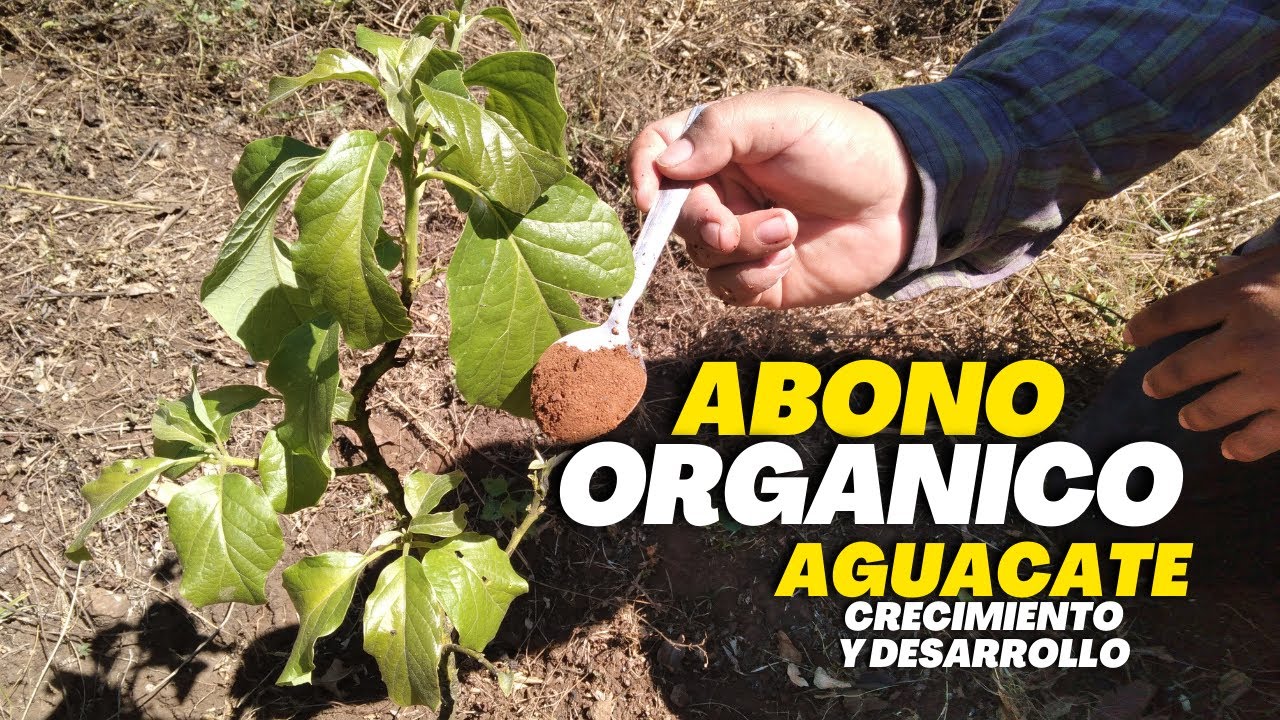 abono casero para planta de aguacate