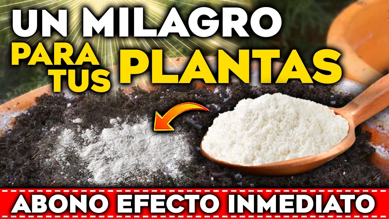 abono casero para plantas de interior