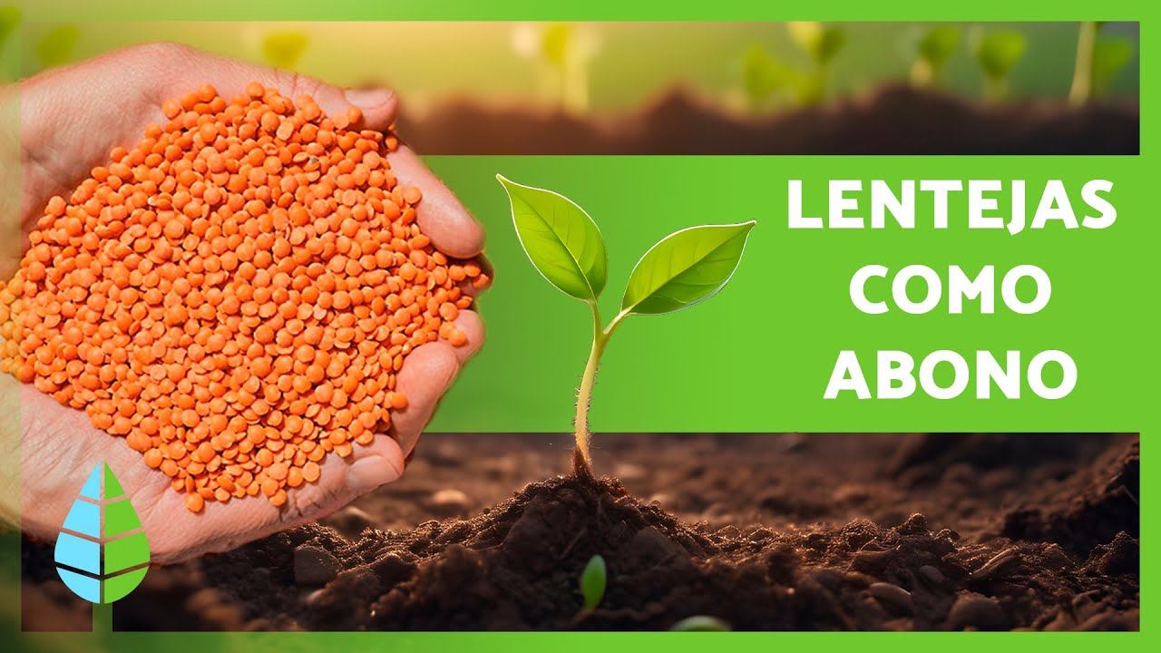 abono de lentejas para las plantas