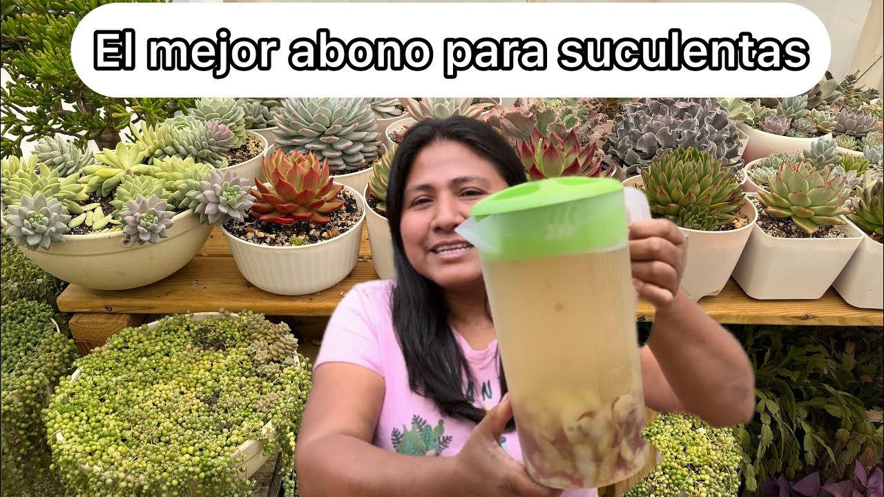abono natural para plantas en macetas