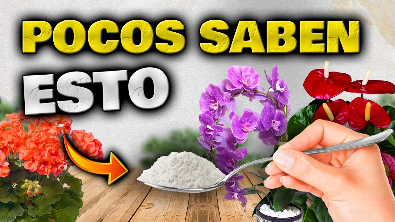 abono para la floración de las plantas