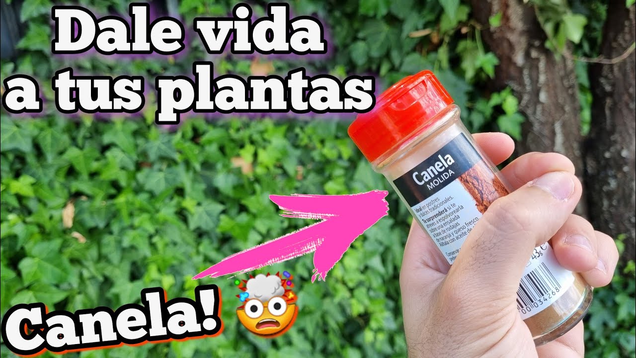 agua con canela para las plantas
