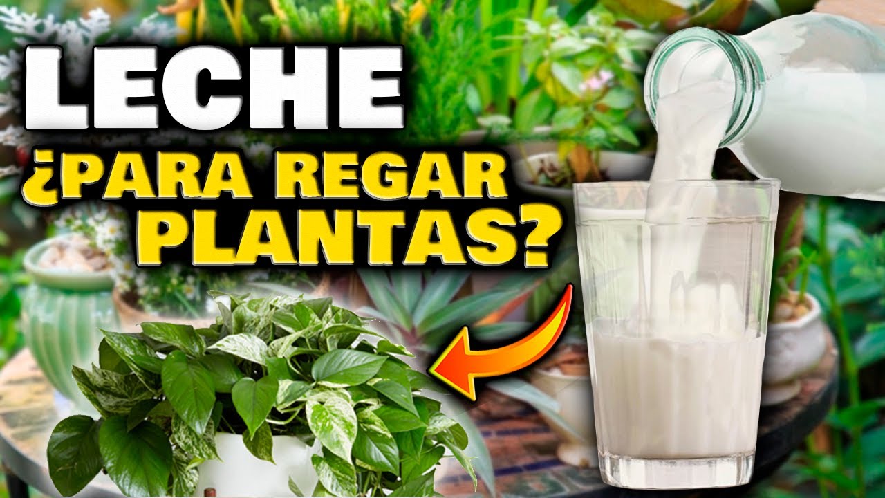 agua con leche para las plantas