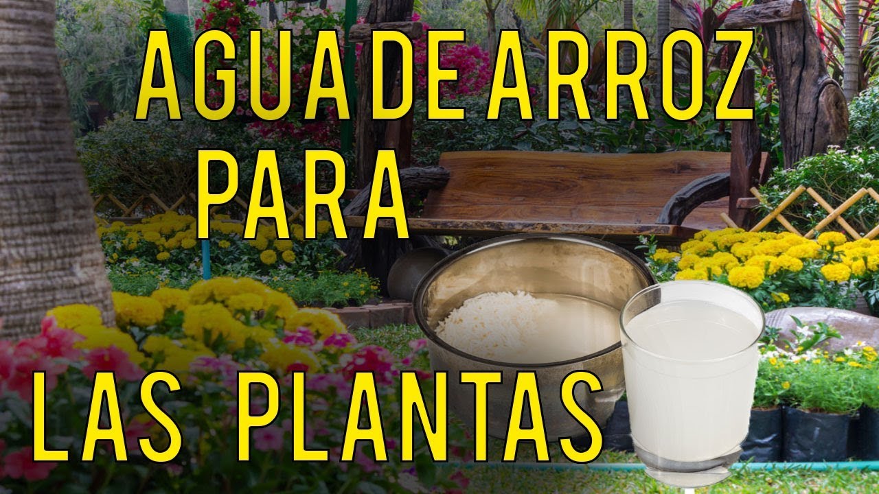 agua de arroz para las plantas
