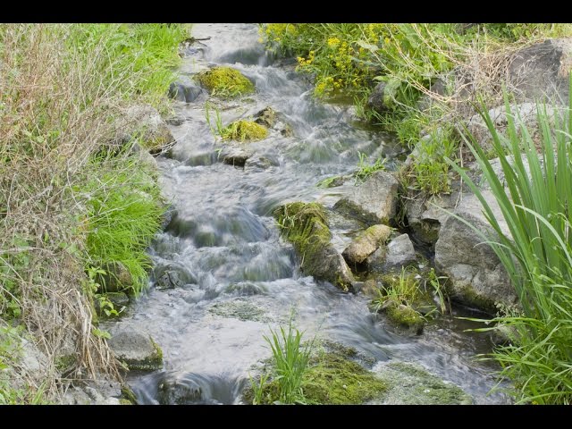 agua de roca flores de bach