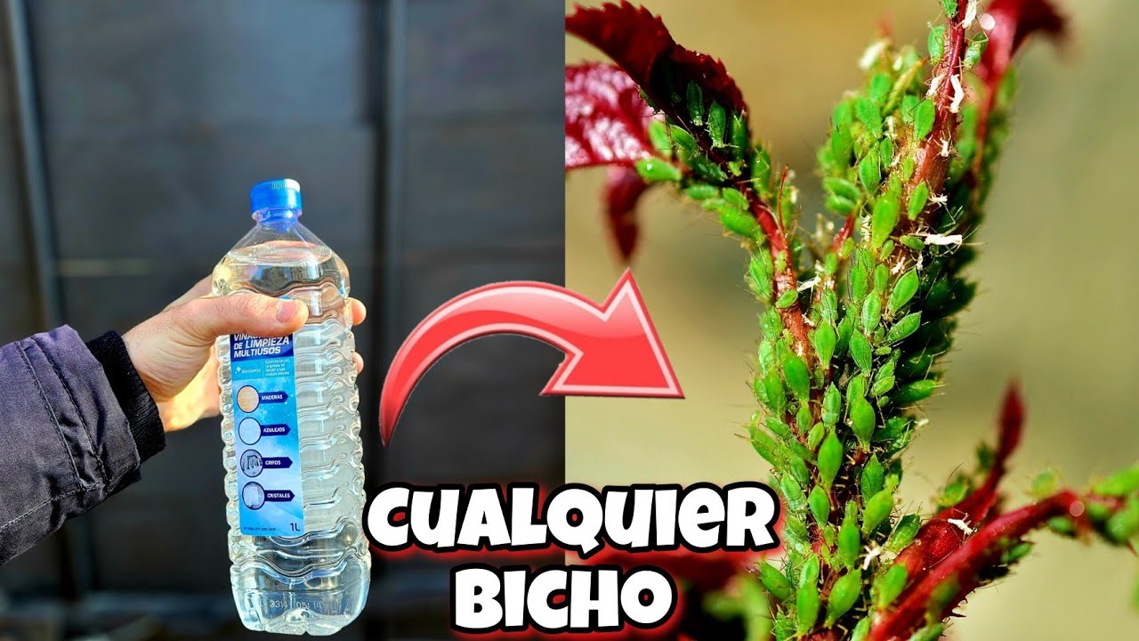 ajo y vinagre para las plantas
