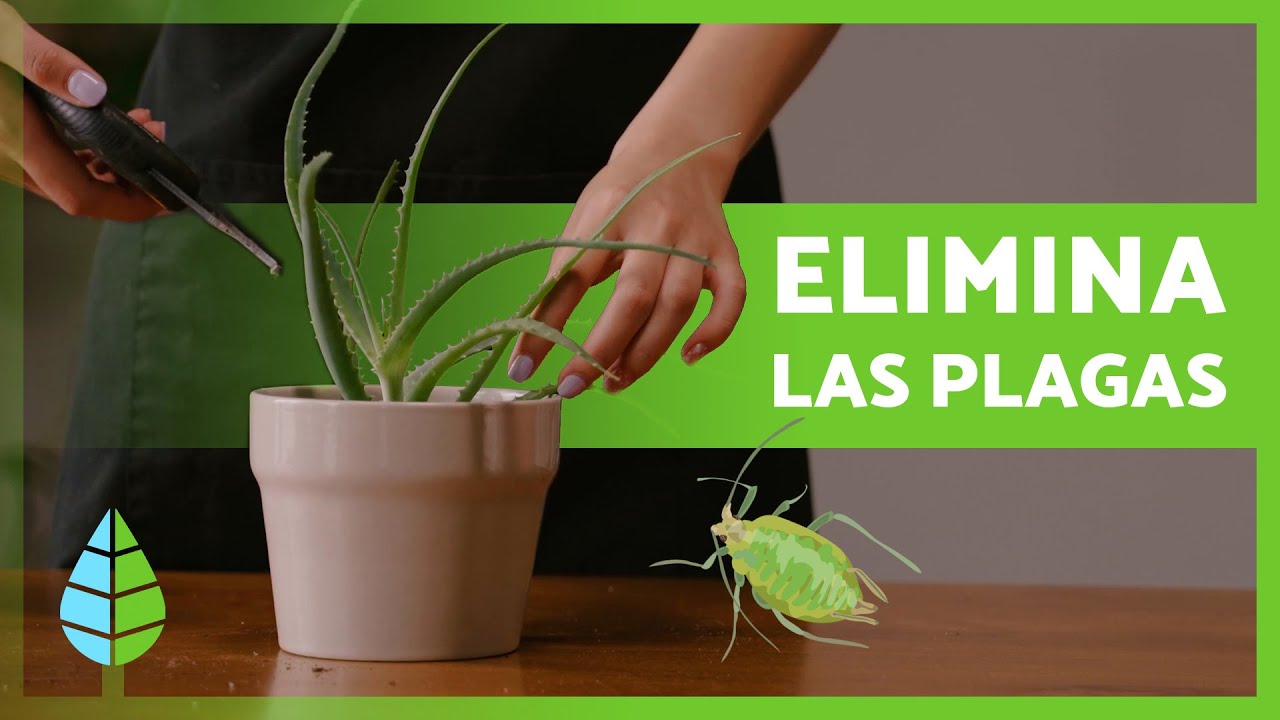 aloe vera enfermedades de la planta
