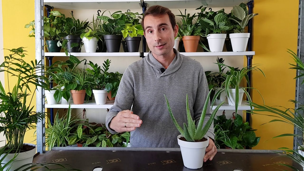 aloe vera puro de la planta