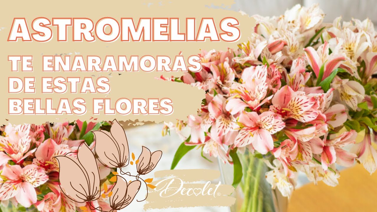 alstroemeria o flor de la amistad