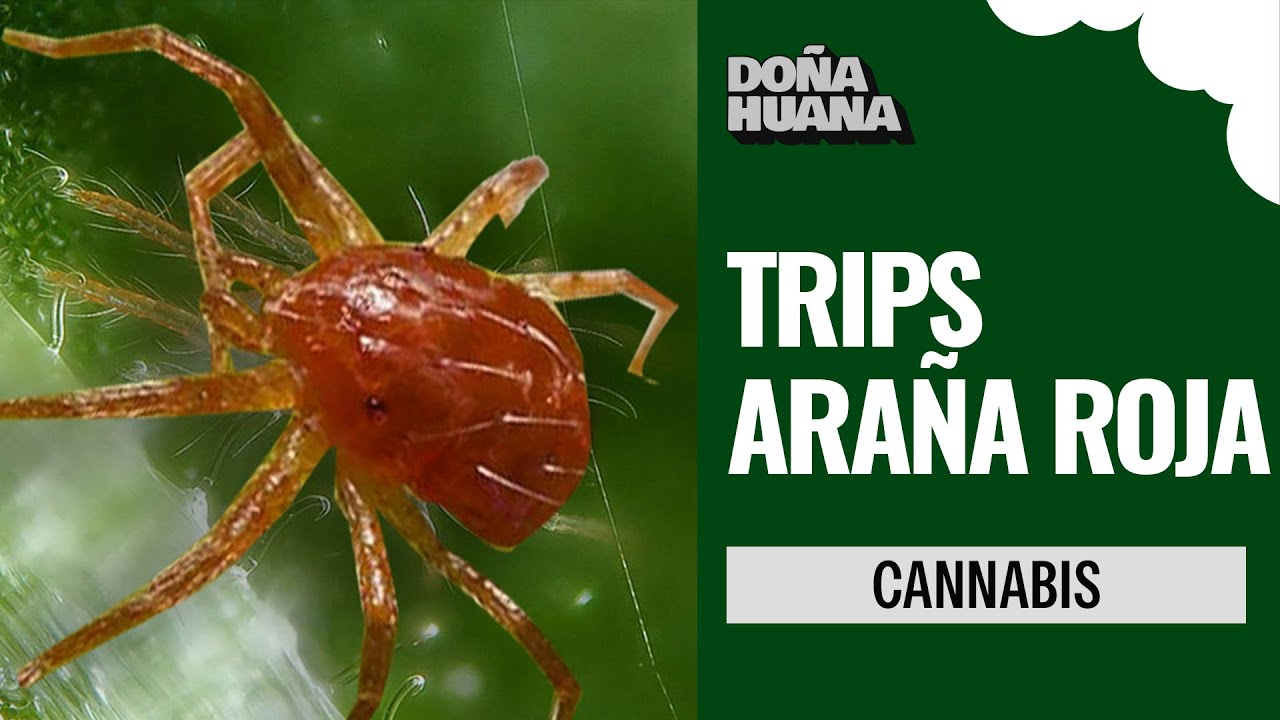 araña roja en plantas de maria