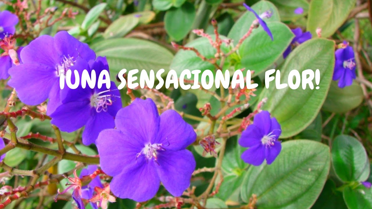 arbol con flores moradas como se llama
