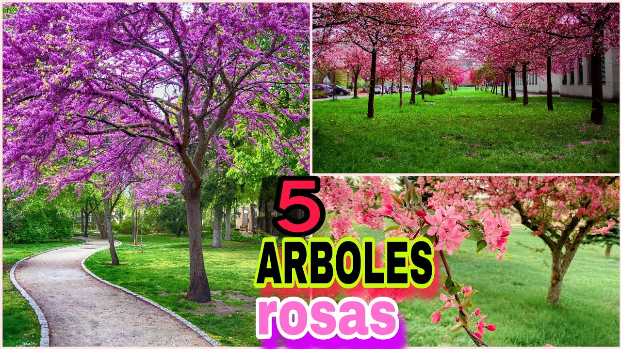 arbol con flores rosas y blancas