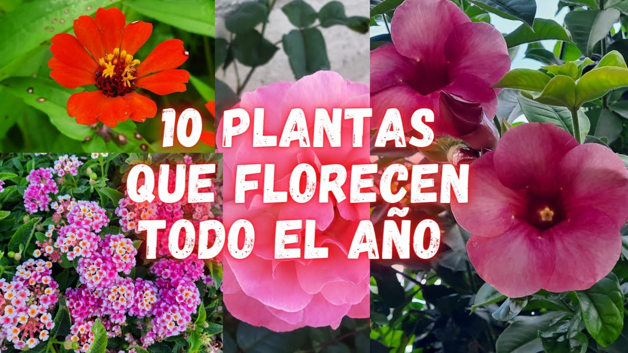 arbol con flores todo el año