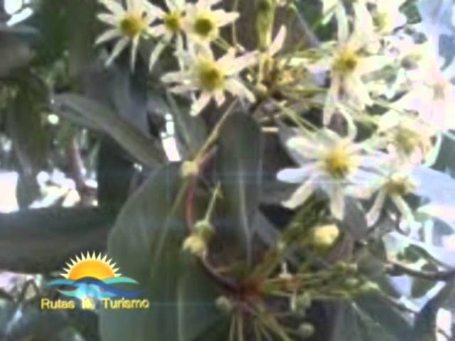 arbol flor de la canela planta