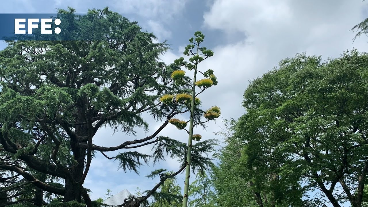 arbol que florece cada 400 años