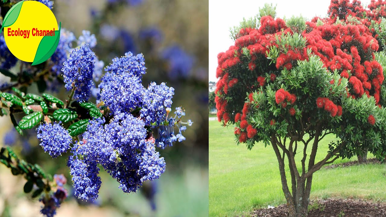 arboles con flores y sus nombres