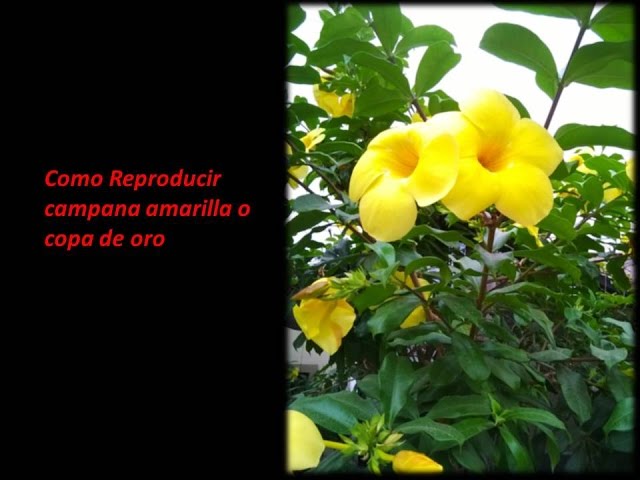 arbusto con flores amarillas en forma de campana