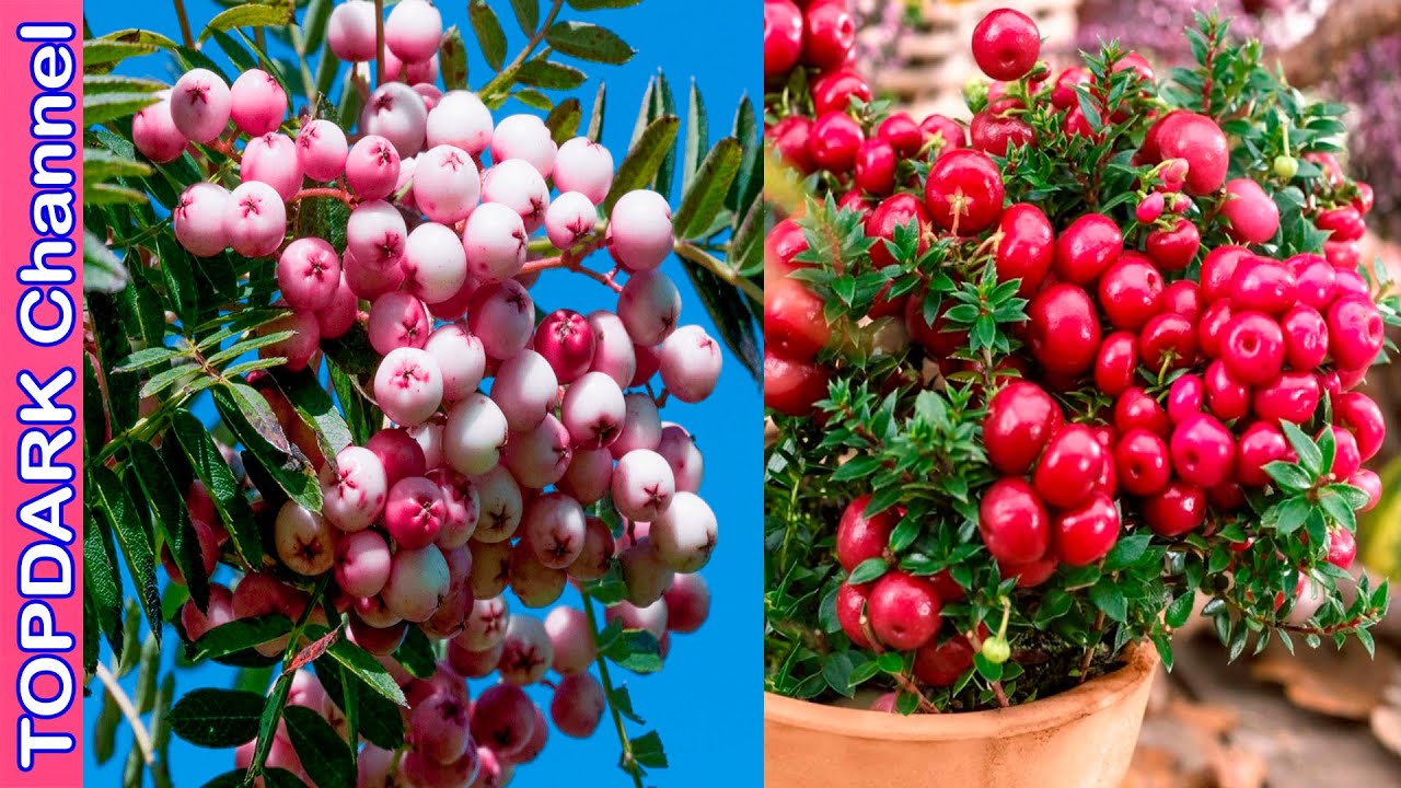 arbusto planta con bolitas rojas nombre