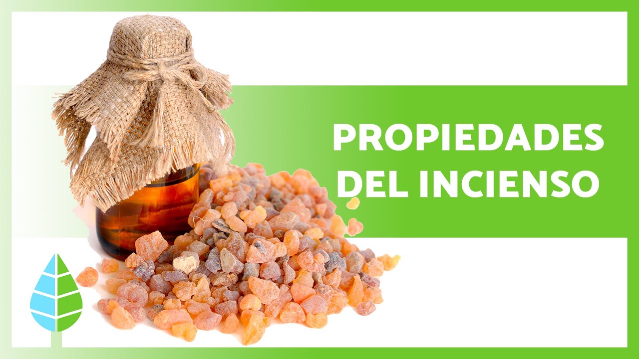 beneficios de la planta de incienso