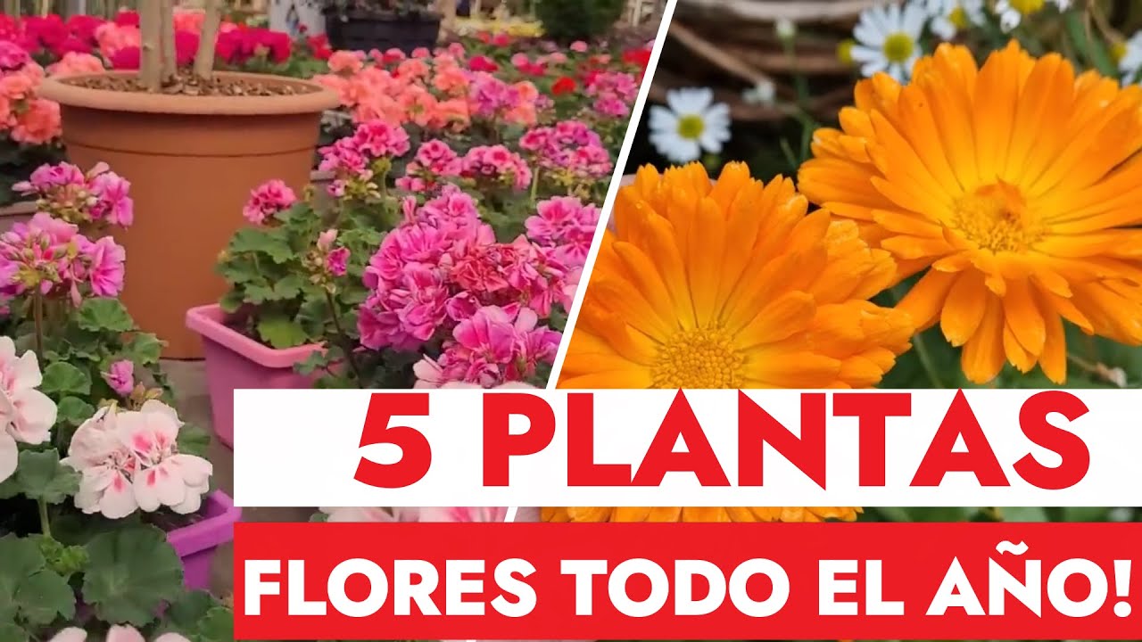 bulbos que florecen todo el año