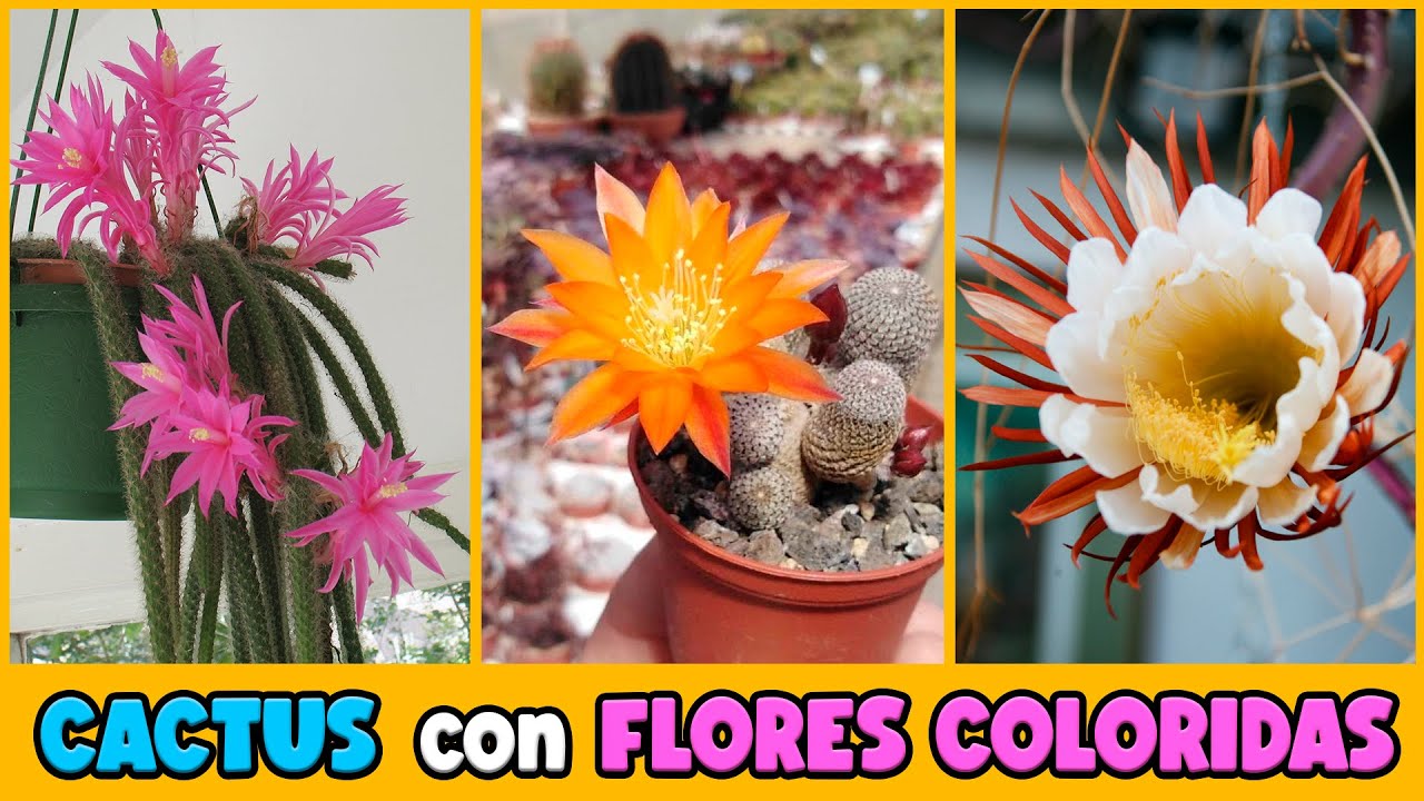 cactus con flores y sus nombres