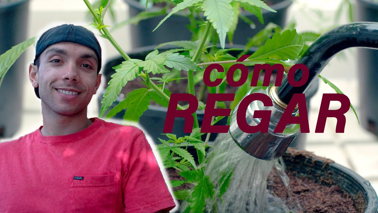 cada cuanto se riega una planta de marihuanas interior