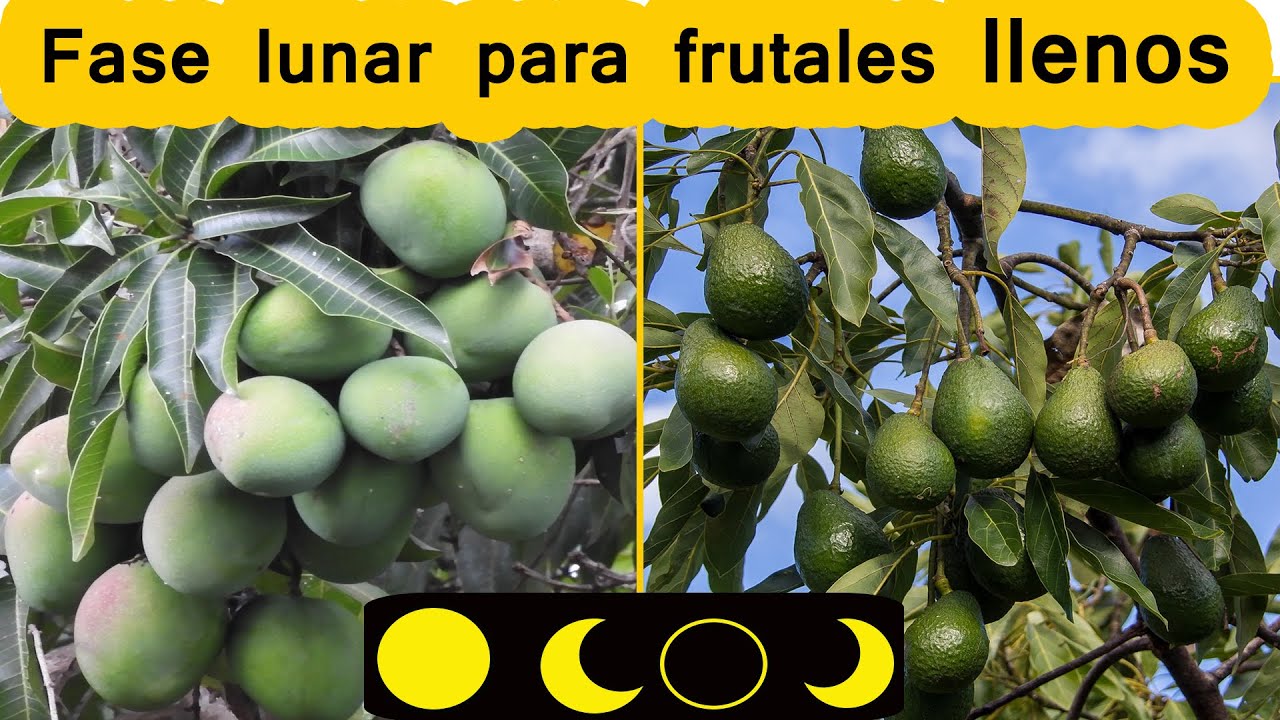 calendario de plantacion de arboles frutales