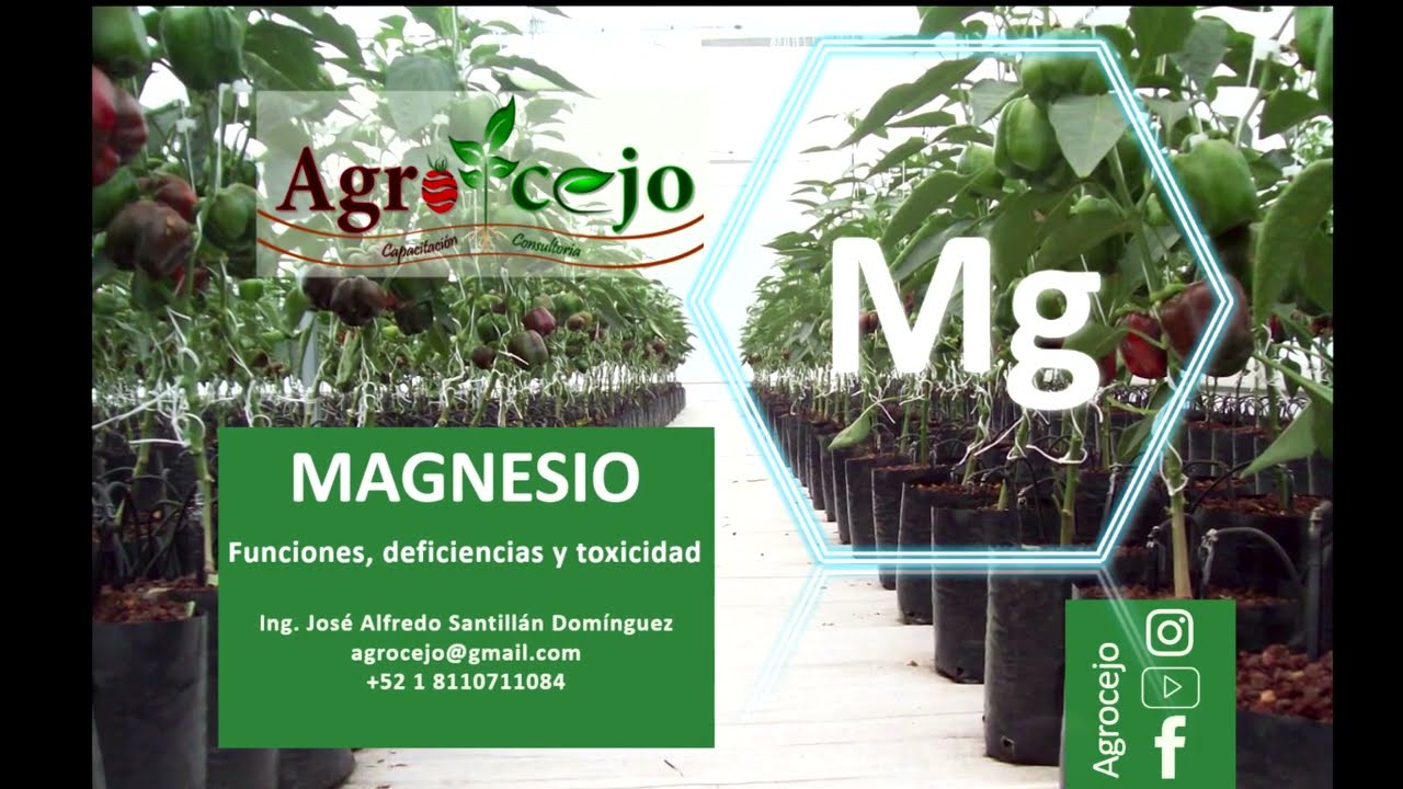 carencia de magnesio en las plantas