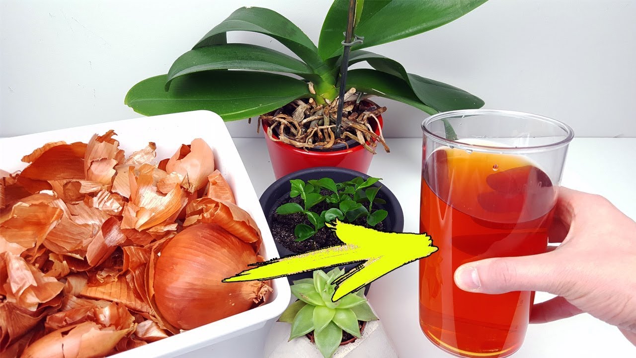 cascaras de cebolla para las plantas