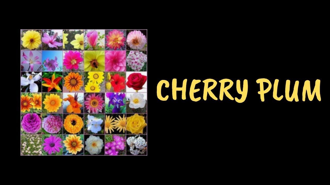 cherry plum flores de bach para que sirve