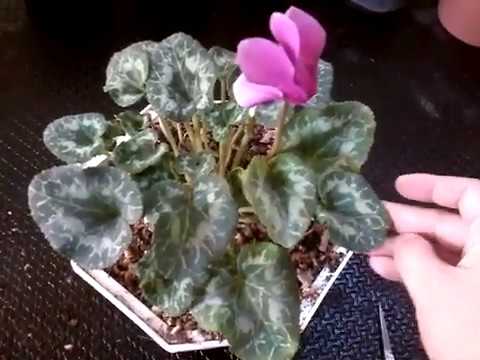 ciclamen hojas amarillas y flores caídas