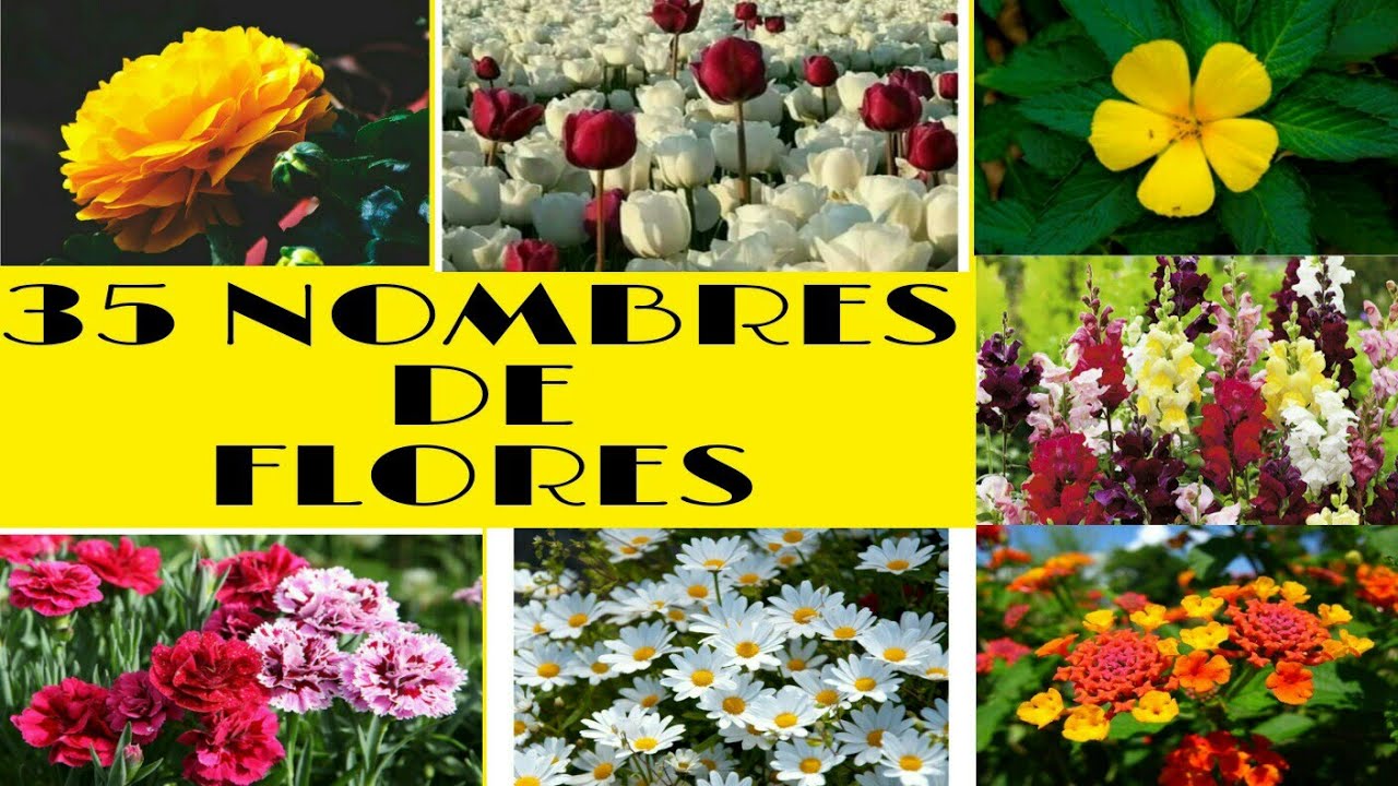 clases de flores y sus nombres