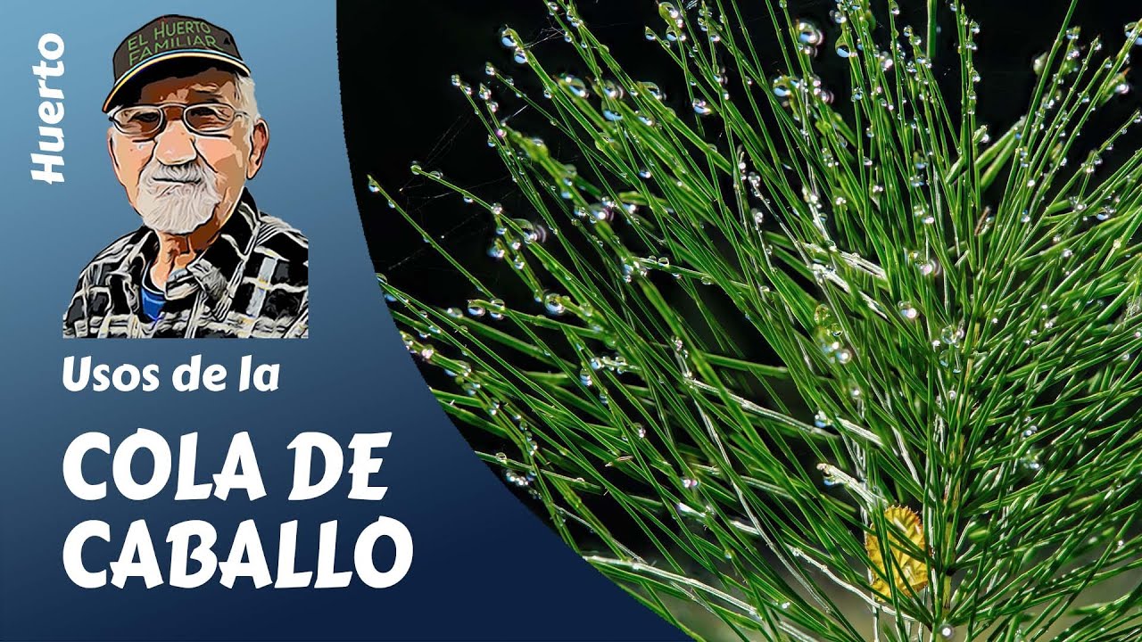 cola de caballo para fumigar plantas