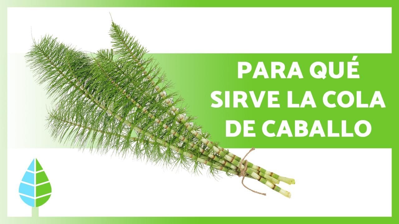 cola de caballo propiedades para plantas