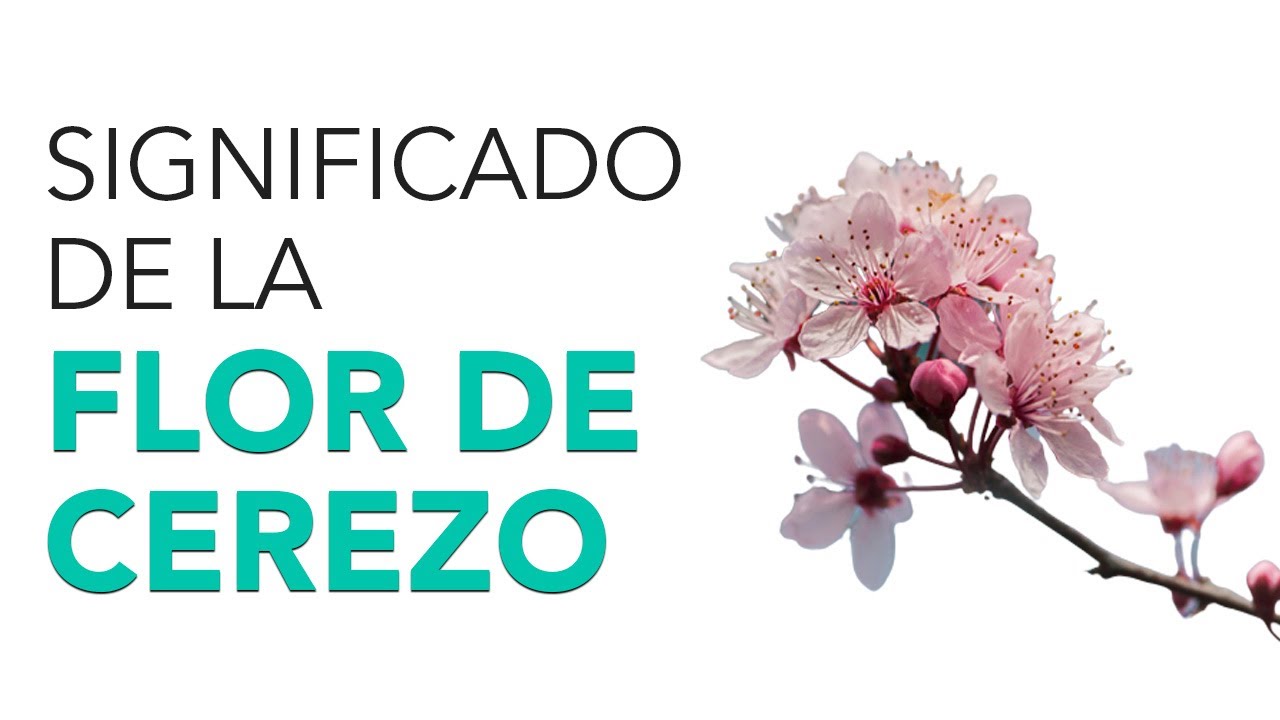 color de la flor del cerezo