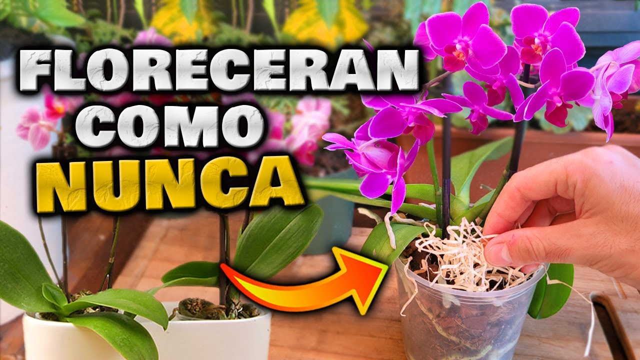 como abonar las orquídeas para que florezcan