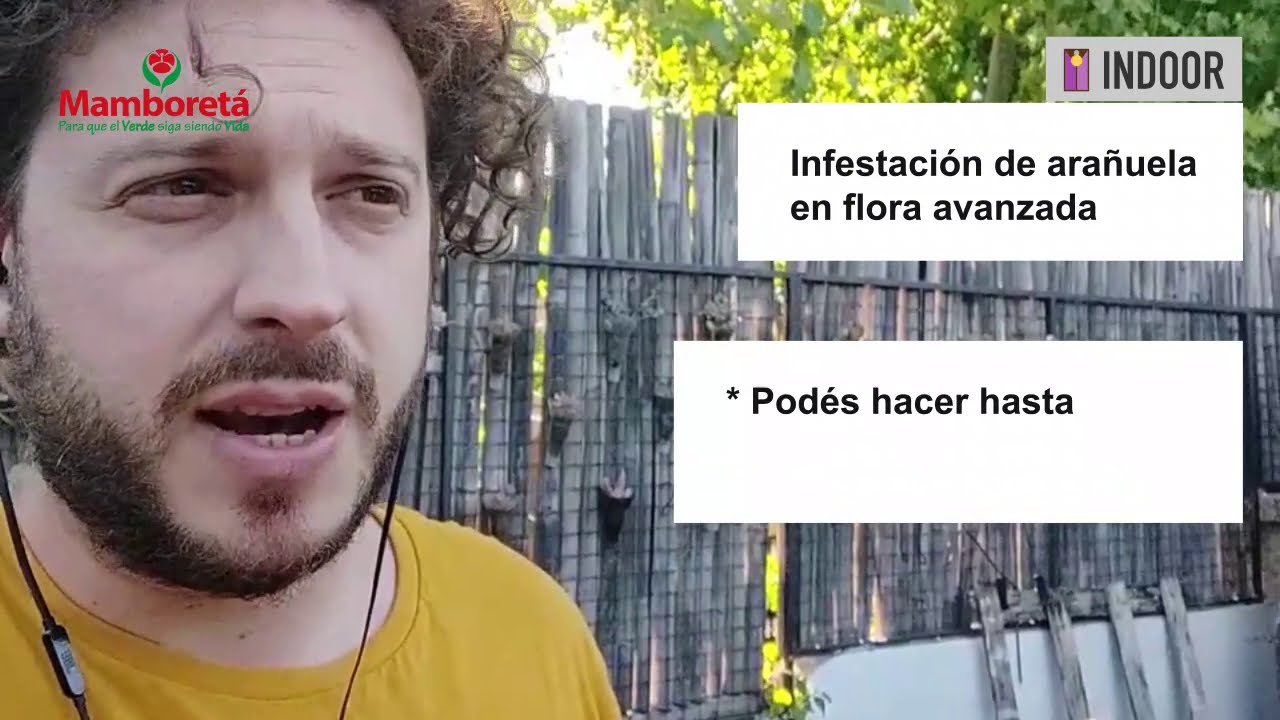 como acabar con la araña roja en floracion