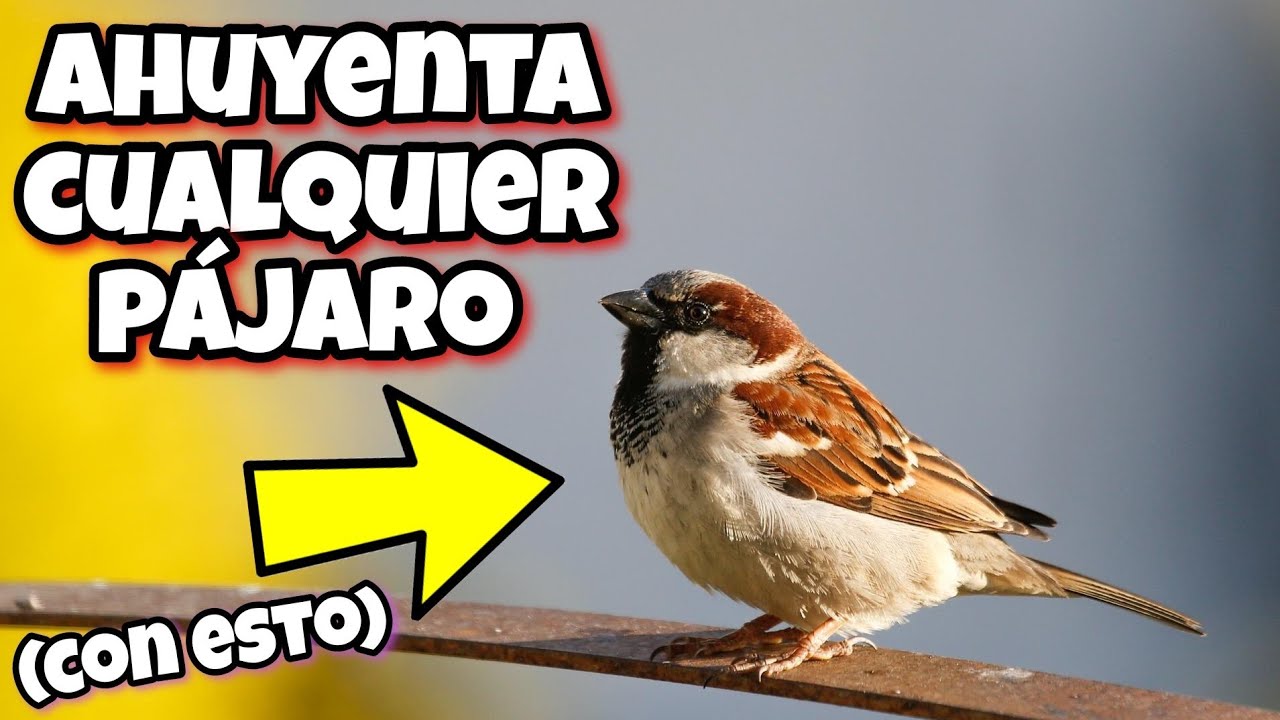 como ahuyentar a los mirlos de las plantas