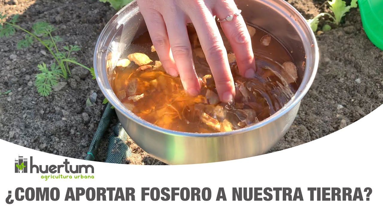 como añadir fosforo a las plantas