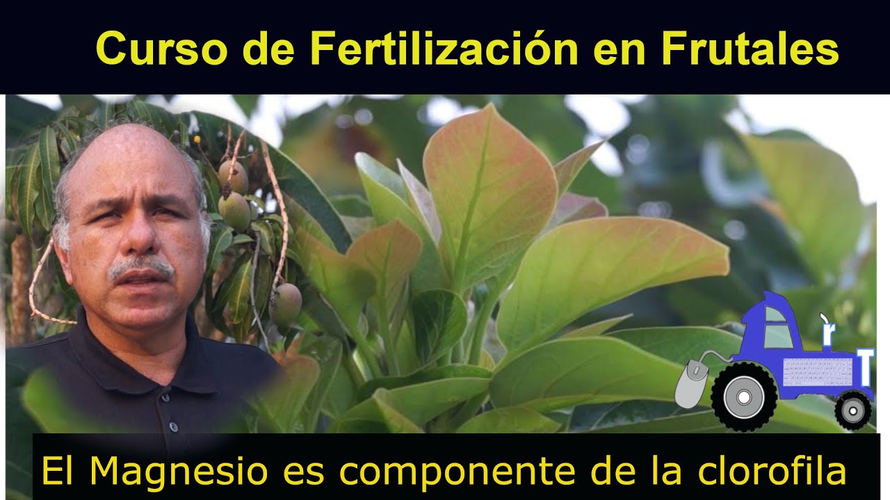 como aplicar sulfato de magnesio a las plantas