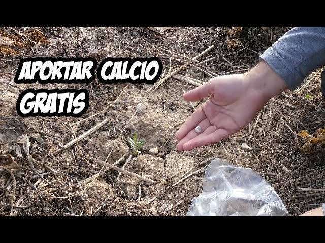 como aportar calcio a las plantas
