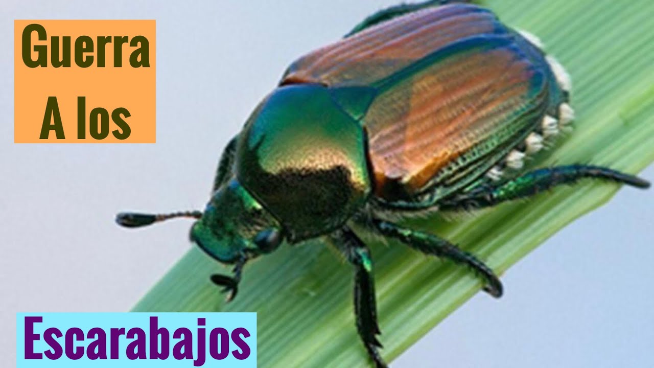 como combatir el escarabajo de las flores