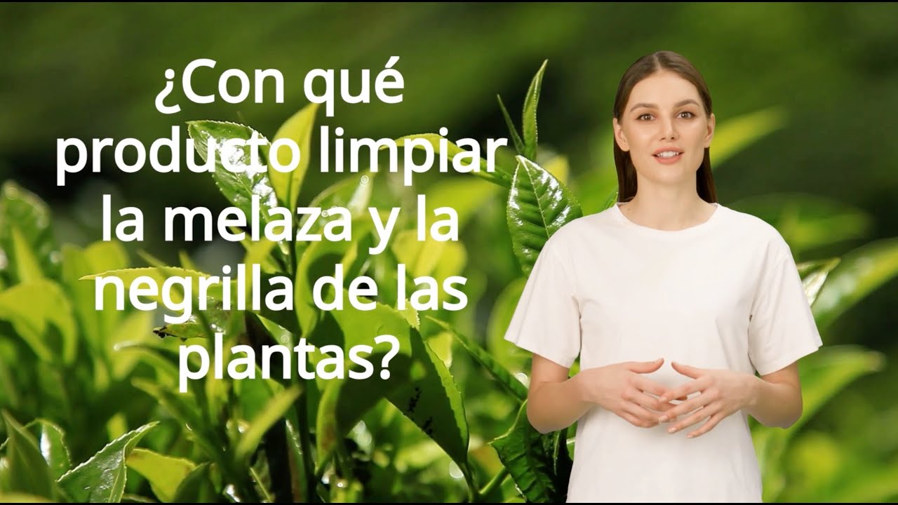 como combatir la melaza en las plantas
